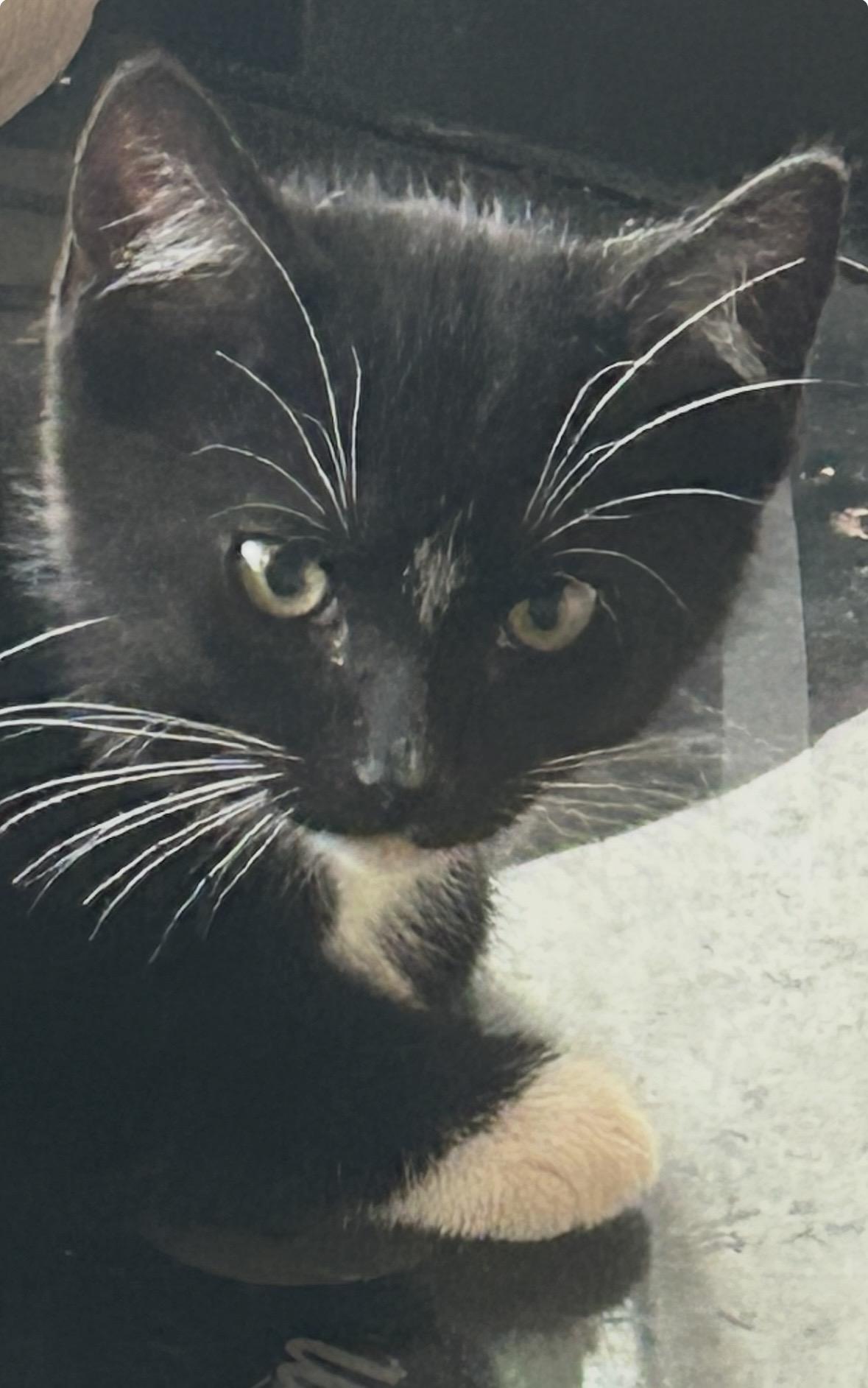 Enlarge Shondell, a ADOPTABLE Domestic Short Hair in Colonia, NJ image 1/1
