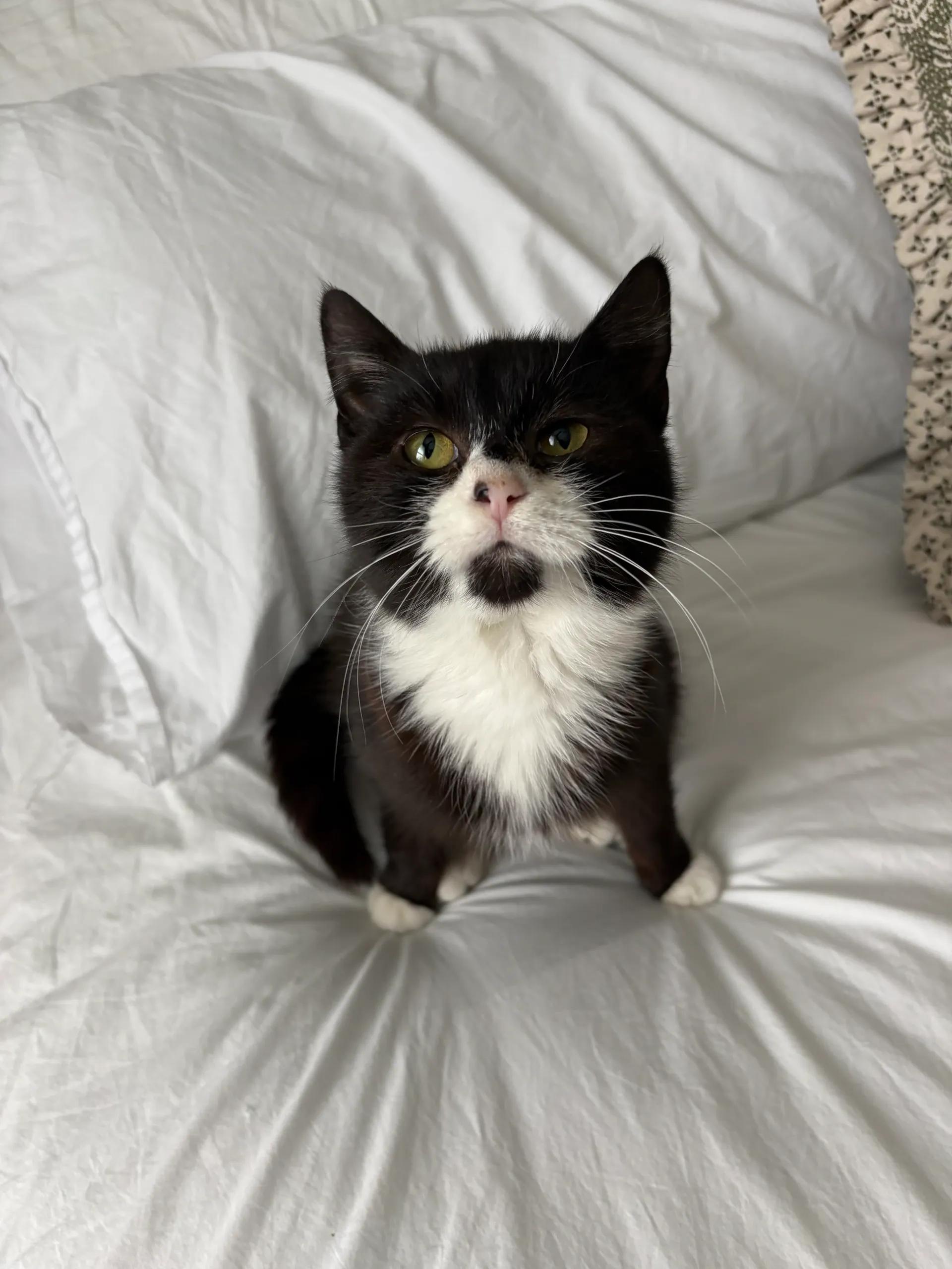 Iris, ADOPTABLE, Young Female Domestic Long Hair.