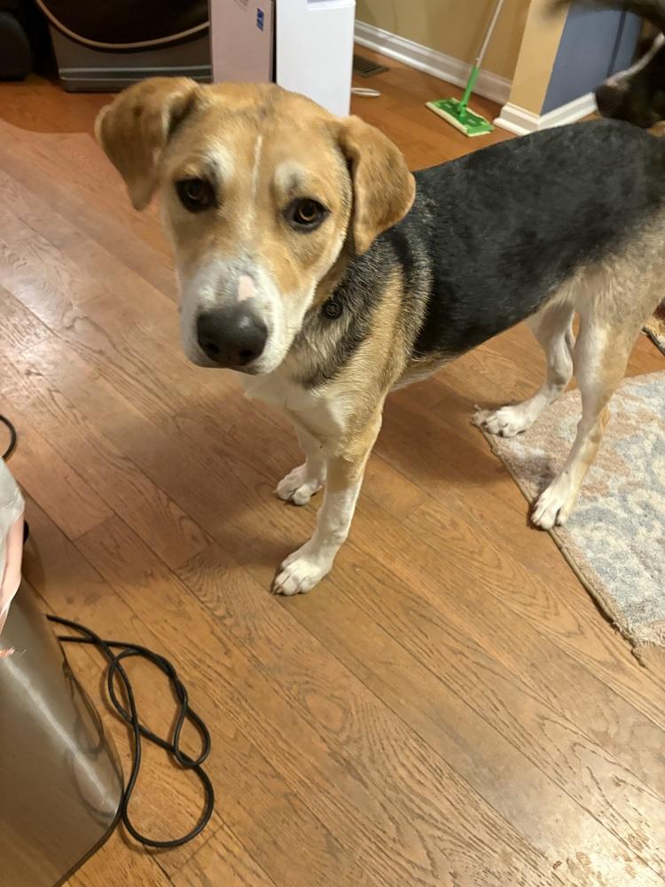 Enlarge Chili, a Adoptable mixed breed in Clinton Township, MI image 1/6