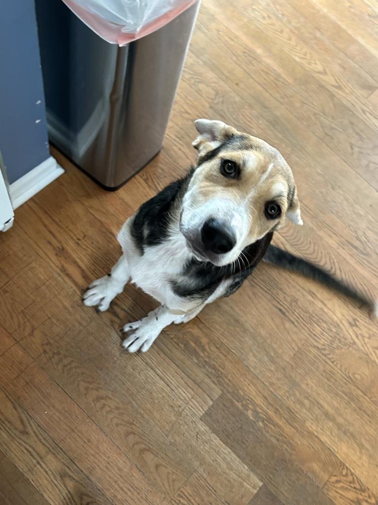 Enlarge Chili, a Adoptable mixed breed in Clinton Township, MI image 2/6