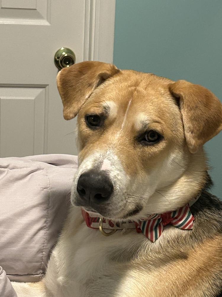 Chili, Adoptable, Young Female Mixed Breed.