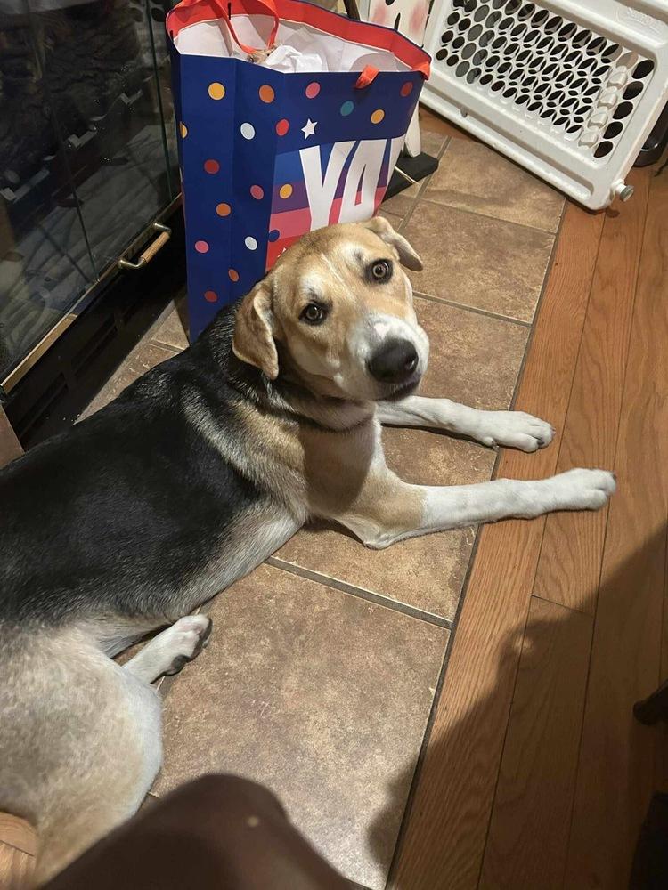 Enlarge Chili, a Adoptable mixed breed in Clinton Township, MI image 3/6