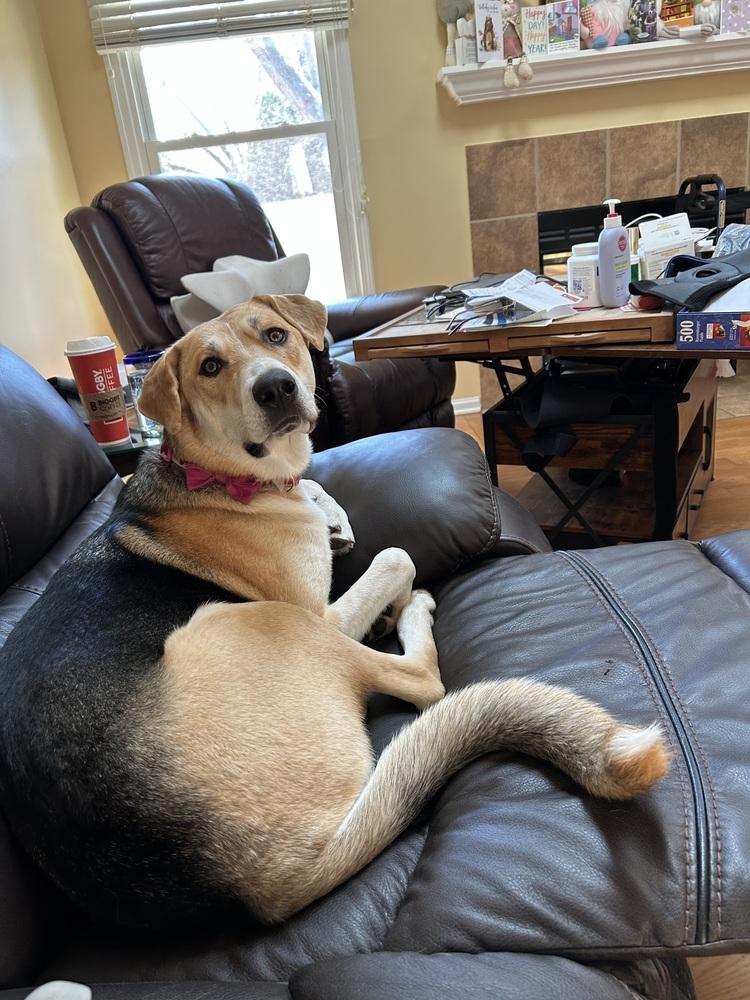 Chili, a Adoptable mixed breed in Clinton Township, MI image 2/4