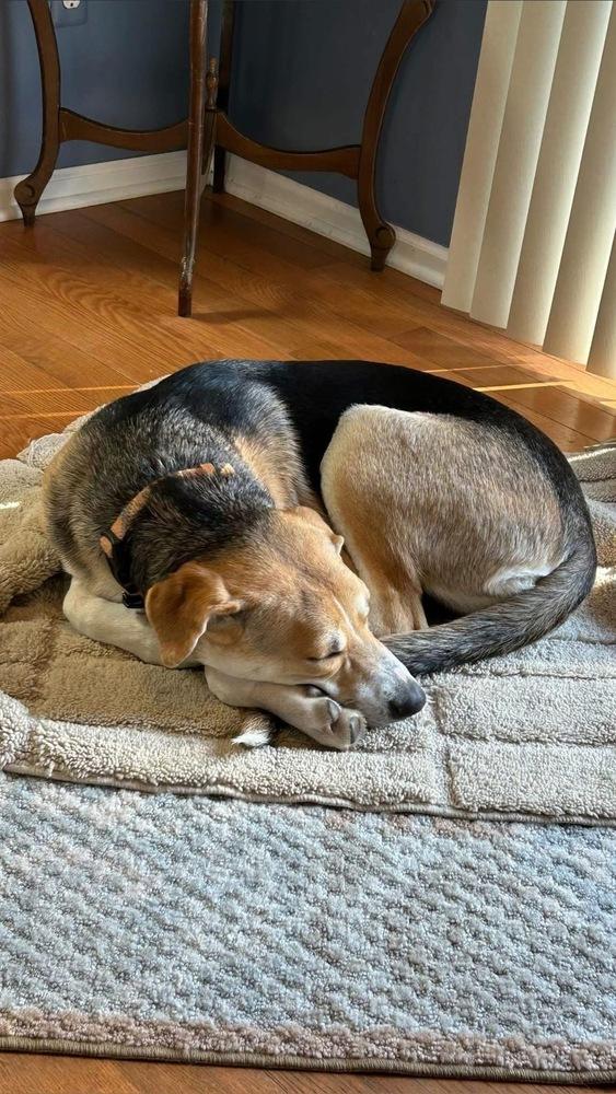 Enlarge Chili, a Adoptable mixed breed in Clinton Township, MI image 4/6