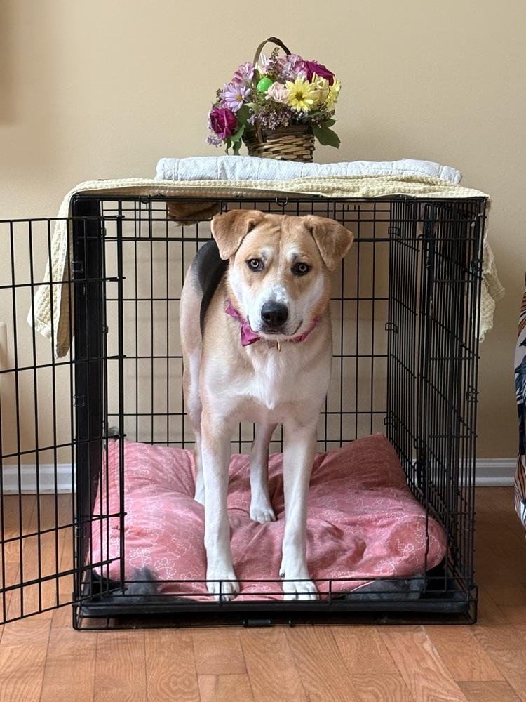 Chili, a Adoptable mixed breed in Clinton Township, MI image 3/4