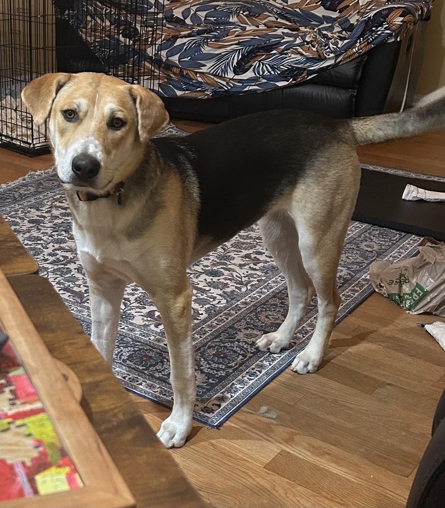 Enlarge Chili, a Adoptable mixed breed in Clinton Township, MI image 6/6