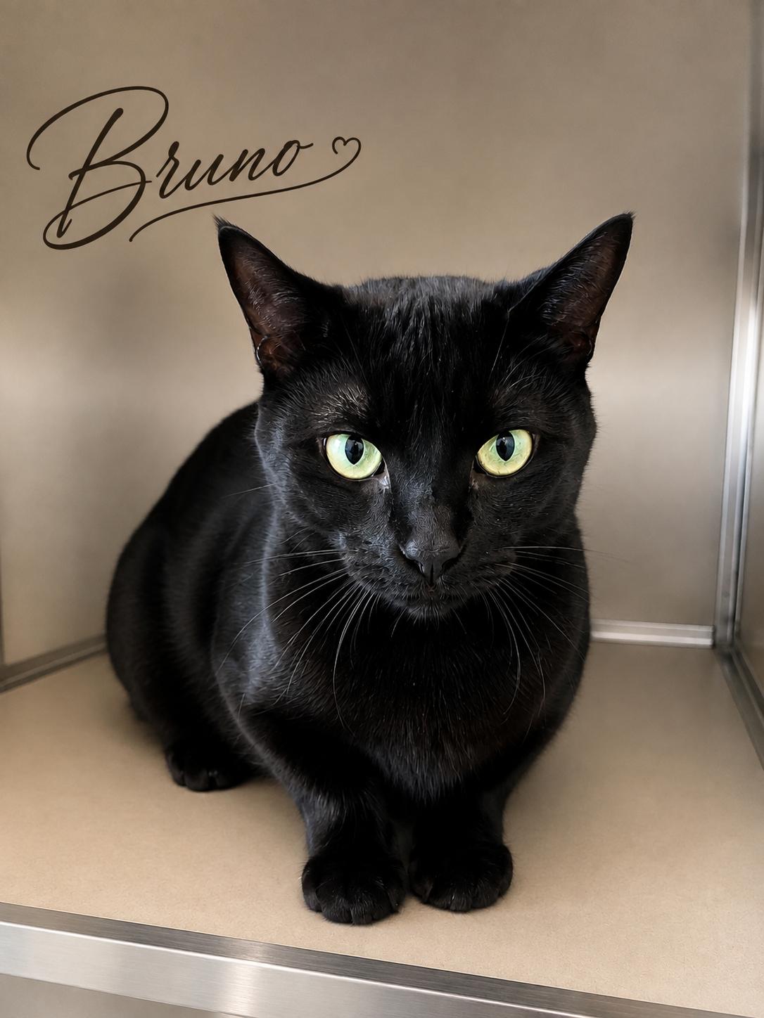 Bruno, adopted, Adult Male Domestic Short Hair.