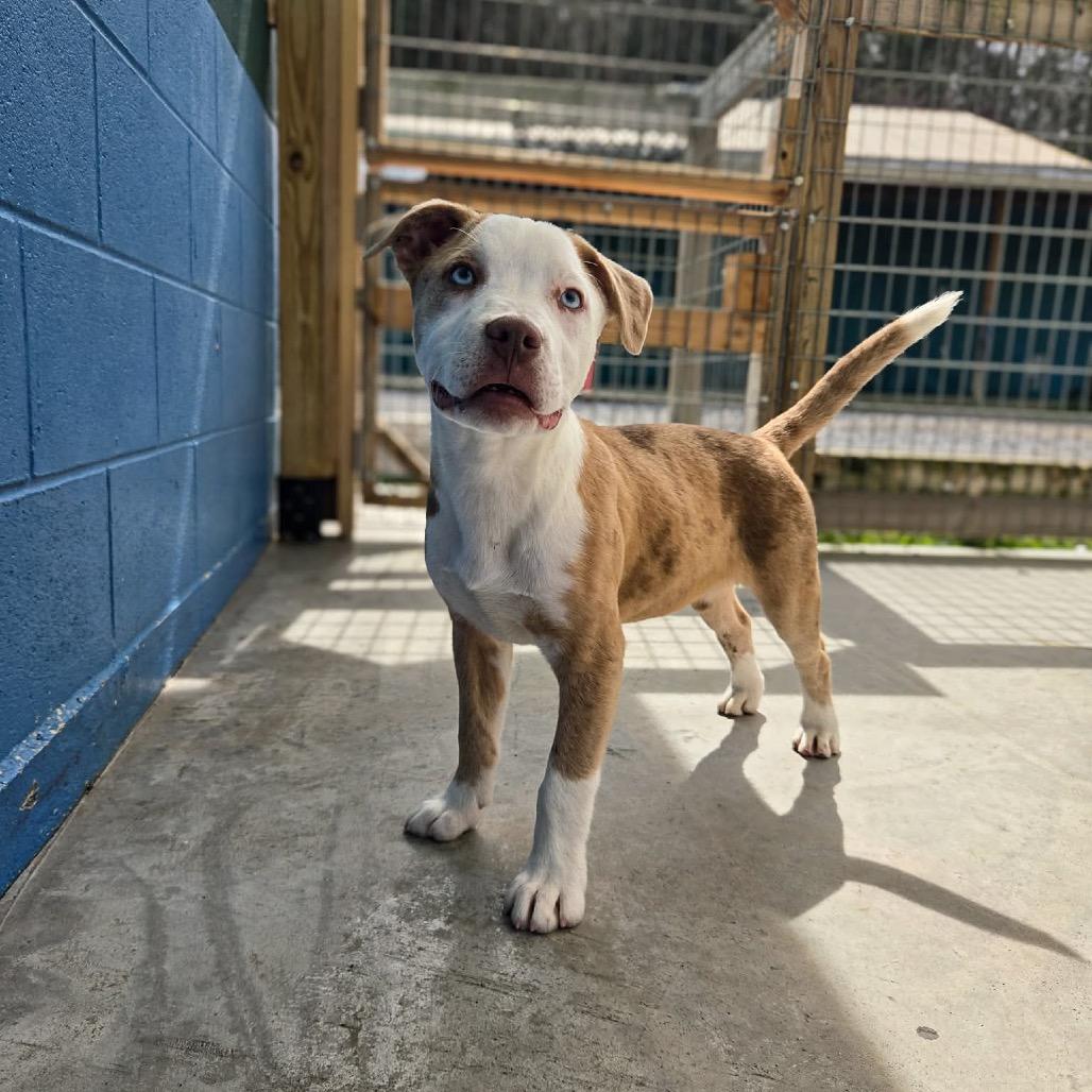 Killarney (Camo Collar), a Adoptable Catahoula Leopard Dog in Newport, TN image 2/4