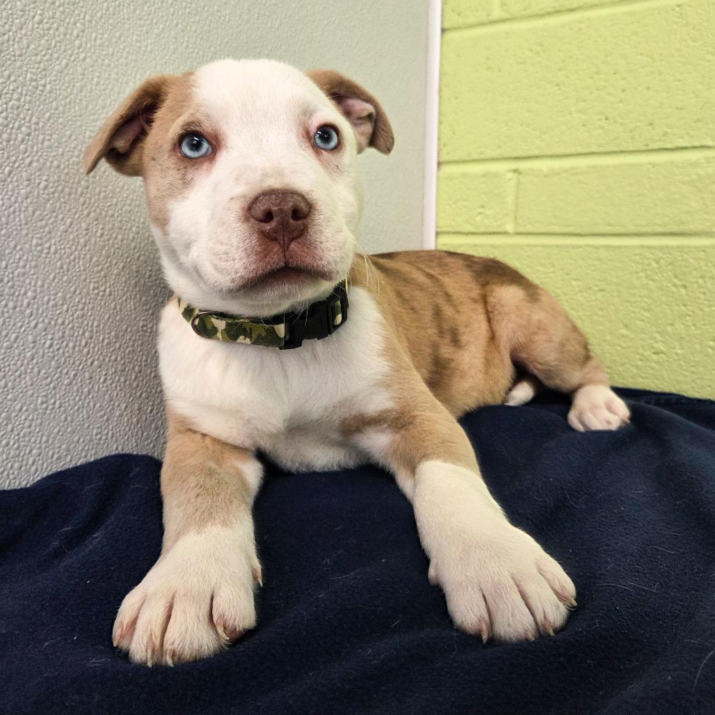 Killarney (Camo Collar), a Adoptable Catahoula Leopard Dog in Newport, TN image 3/4