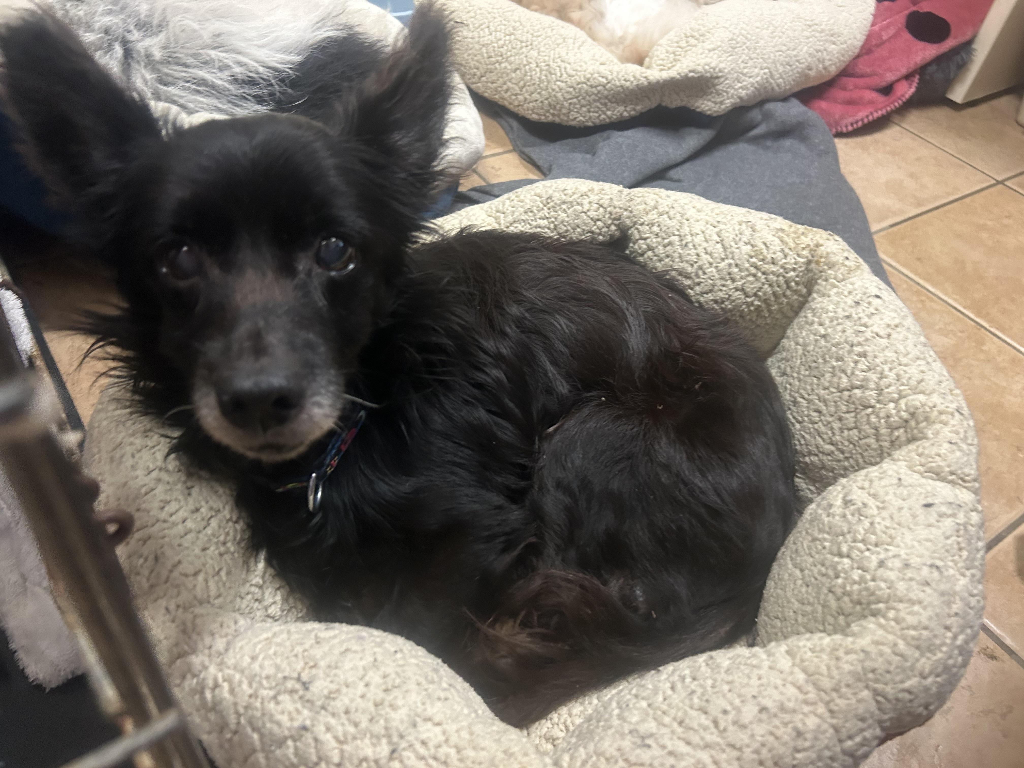 Enlarge Howard, an adopted mixed breed in Oak Ridge, NJ image 4/5