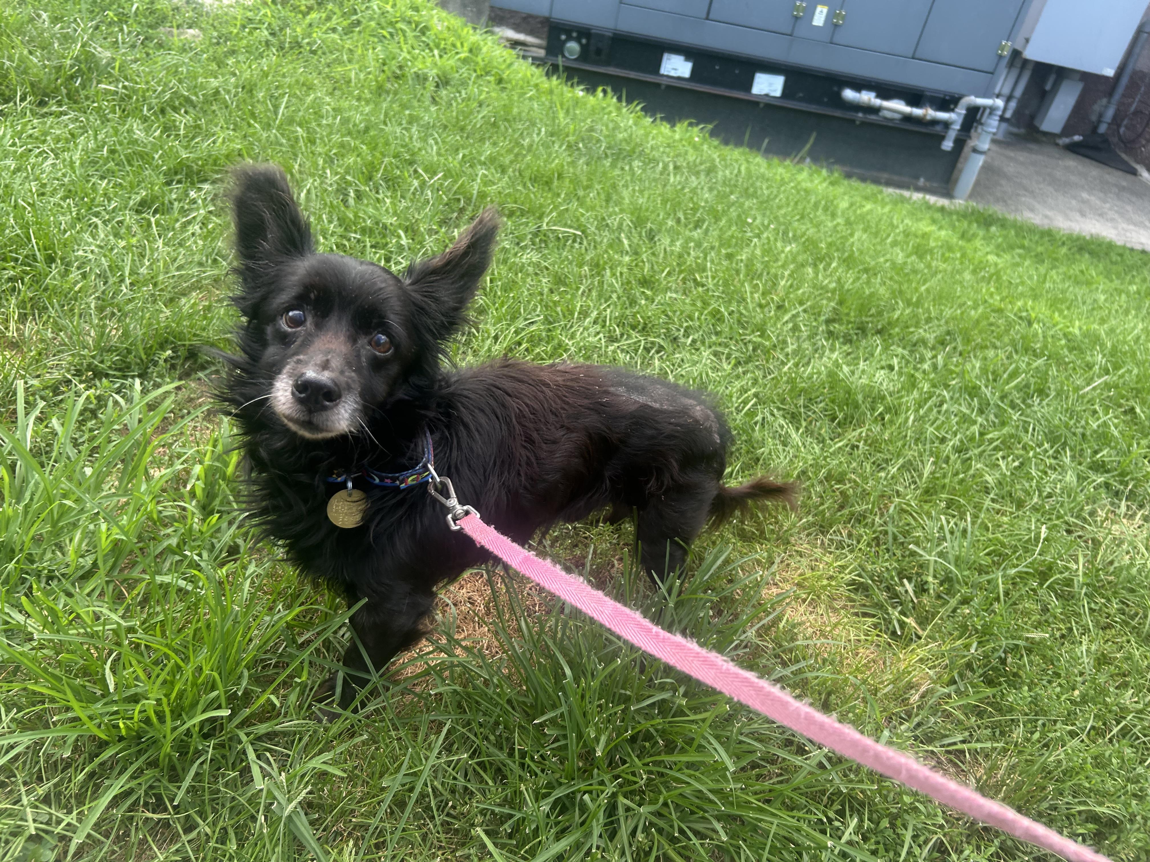 Enlarge Howard, an adopted mixed breed in Oak Ridge, NJ image 5/5