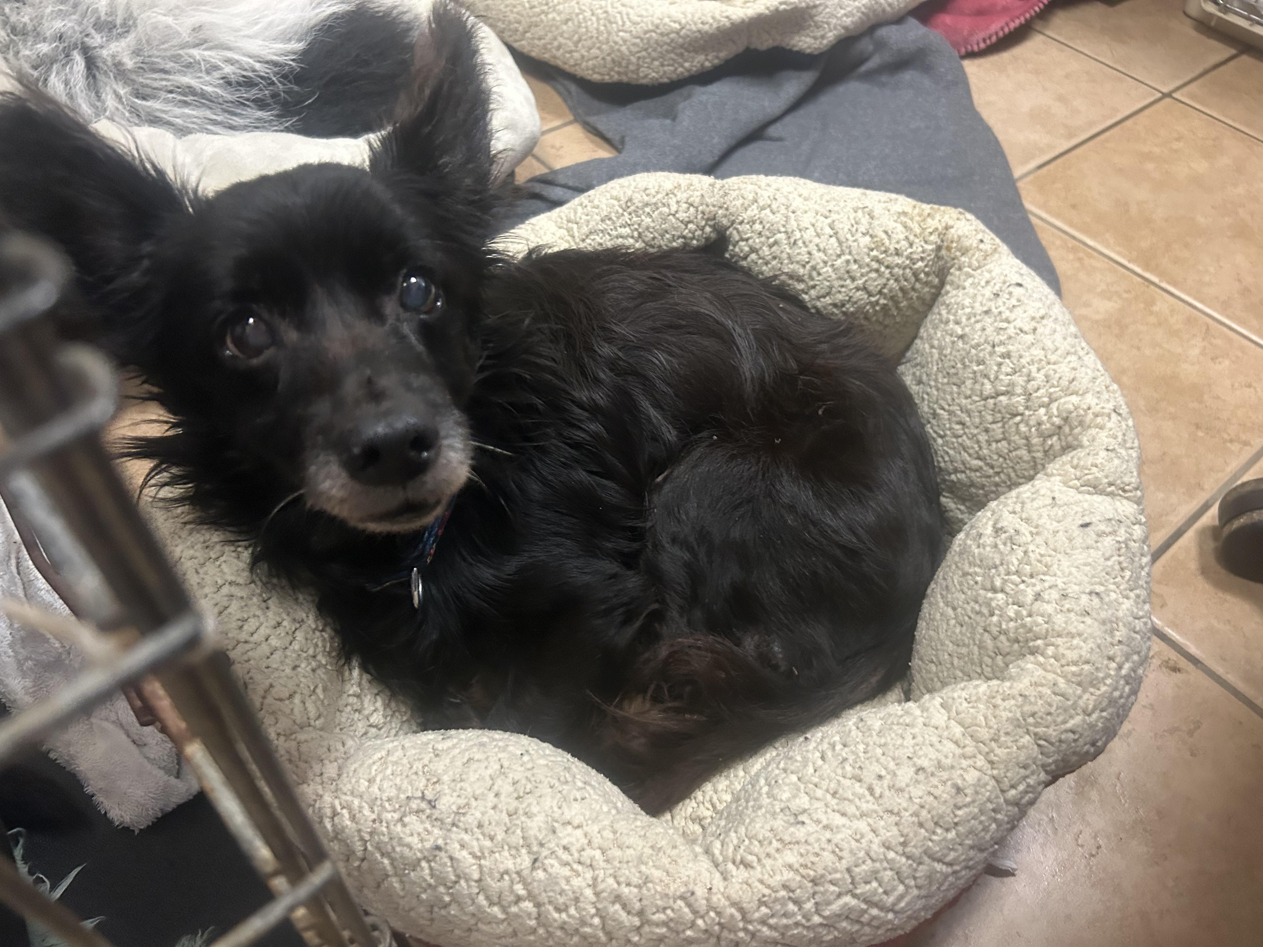 Enlarge Howard, an adopted mixed breed in Oak Ridge, NJ image 1/5
