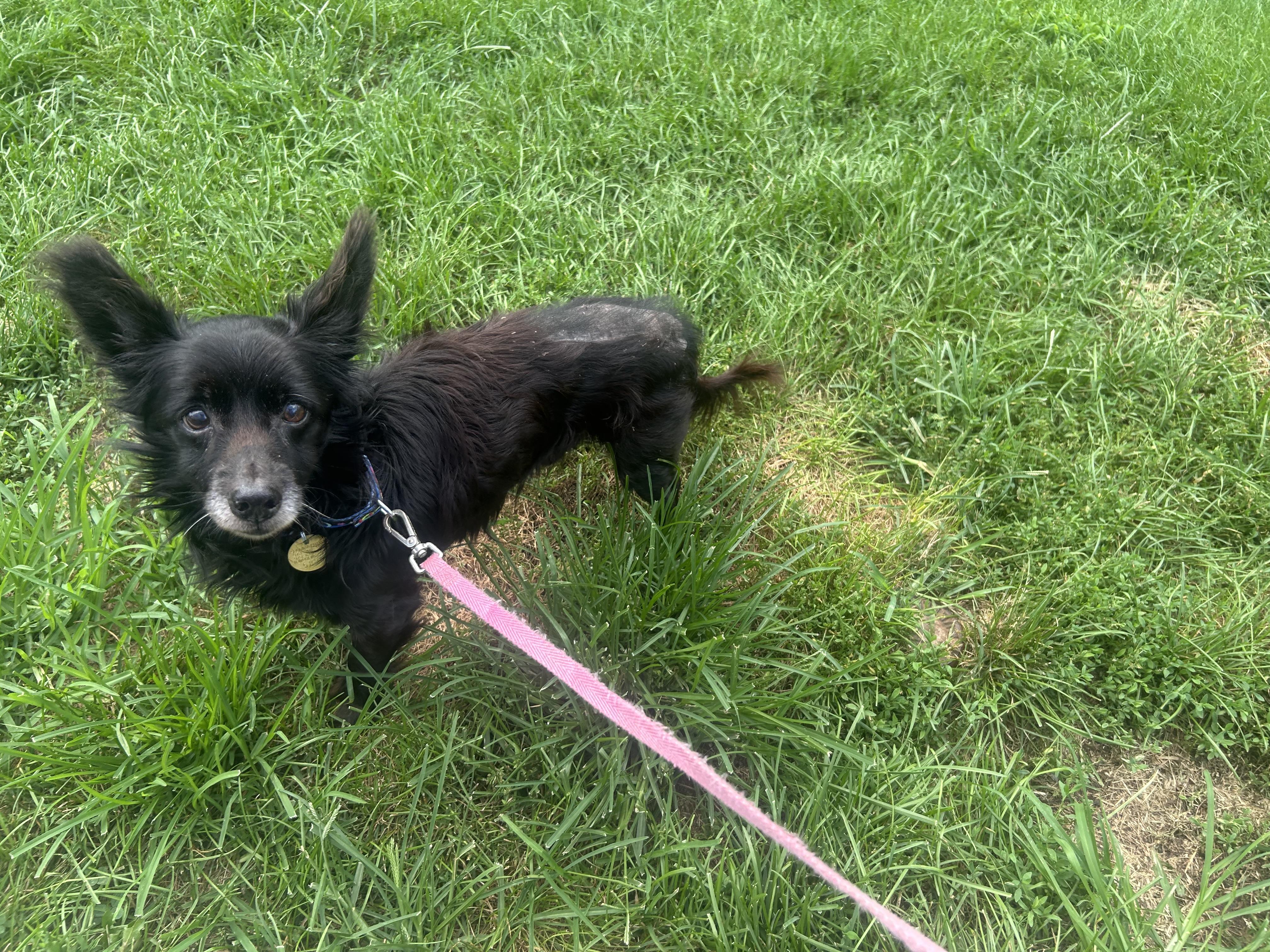 Enlarge Howard, an adopted mixed breed in Oak Ridge, NJ image 3/5