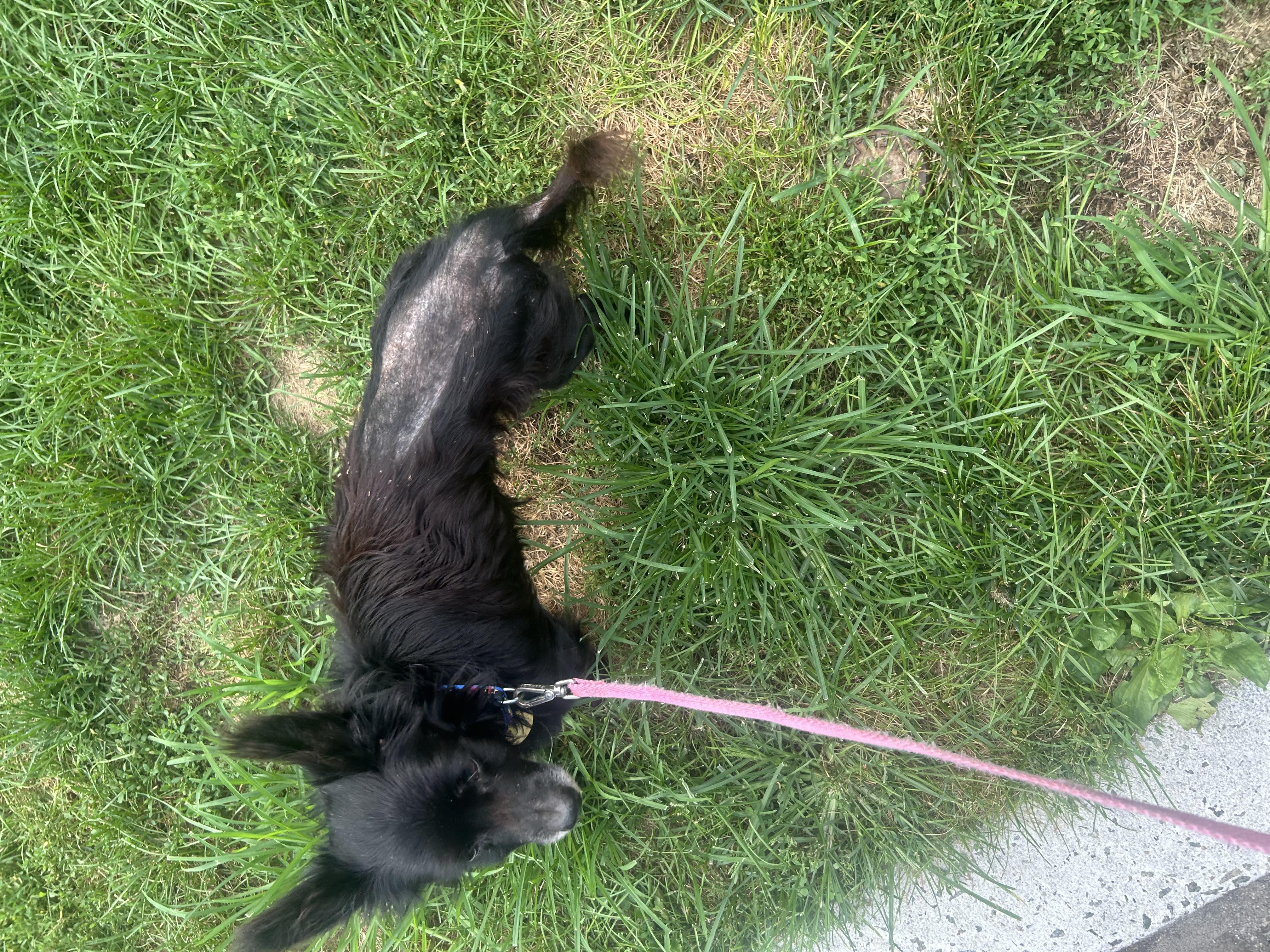 Enlarge Howard, an adopted mixed breed in Oak Ridge, NJ image 2/5