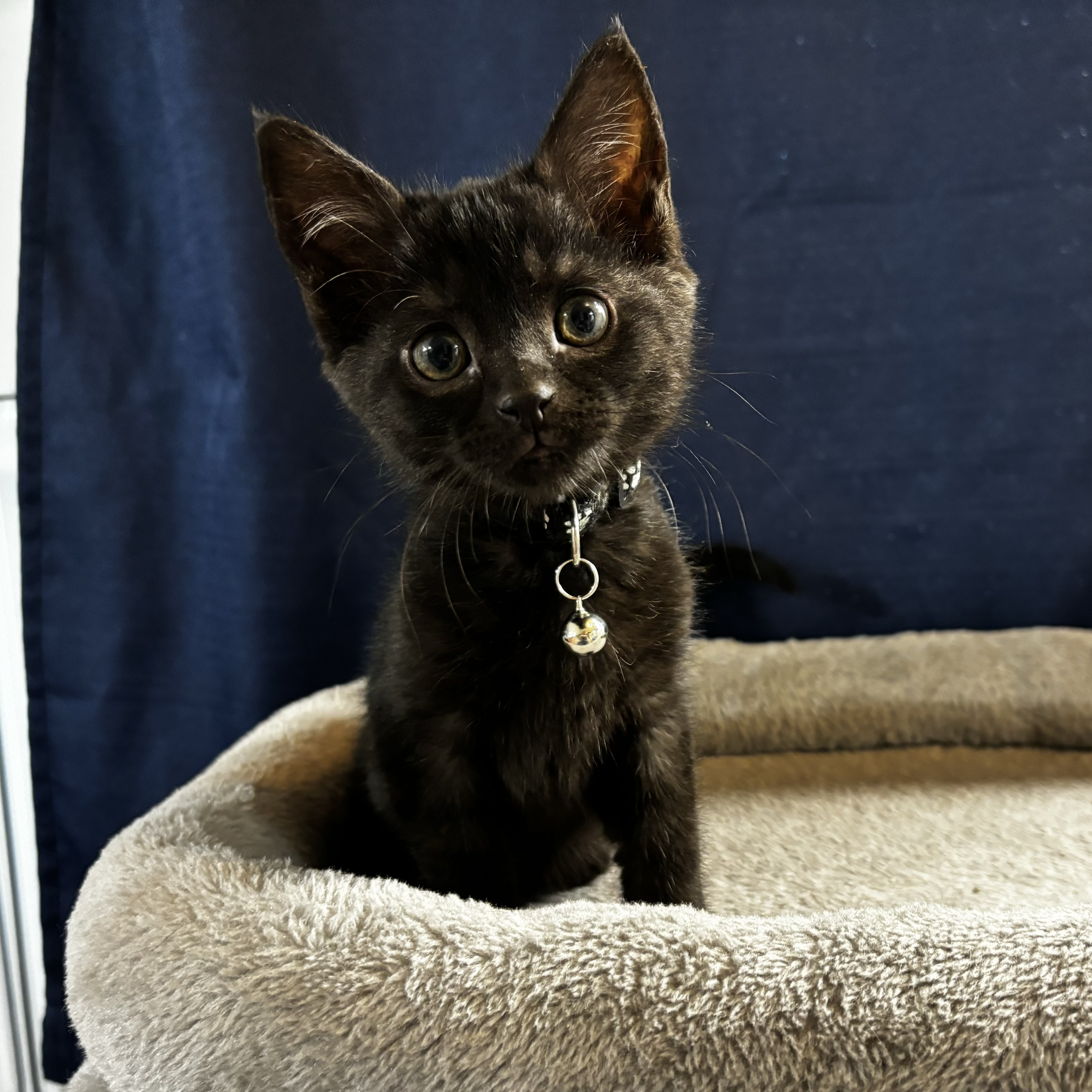 Cat for adoption Coven IN FOSTER, a Domestic Short Hair in