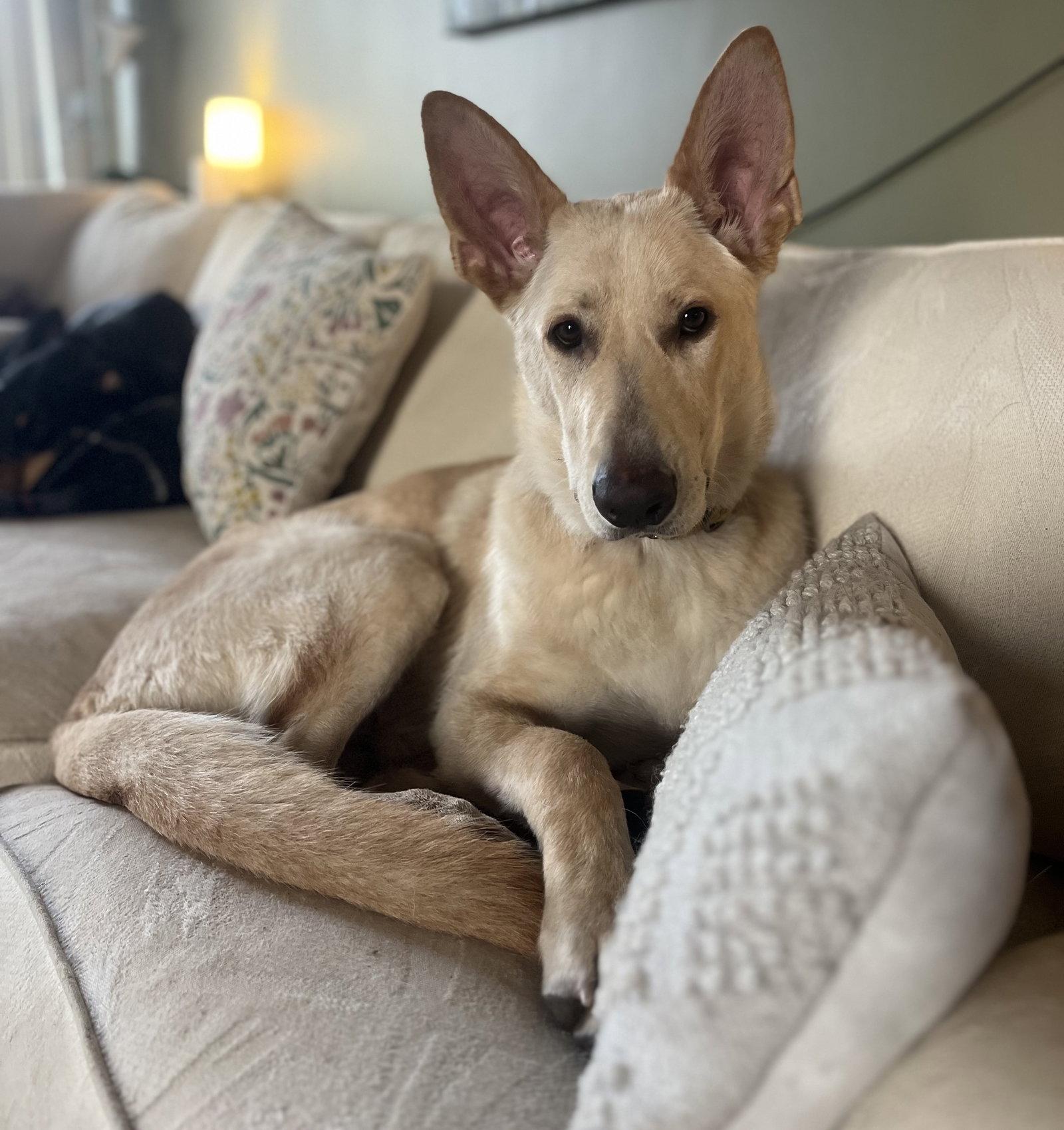 Joker, Adoptable, Adult Male Shepherd.