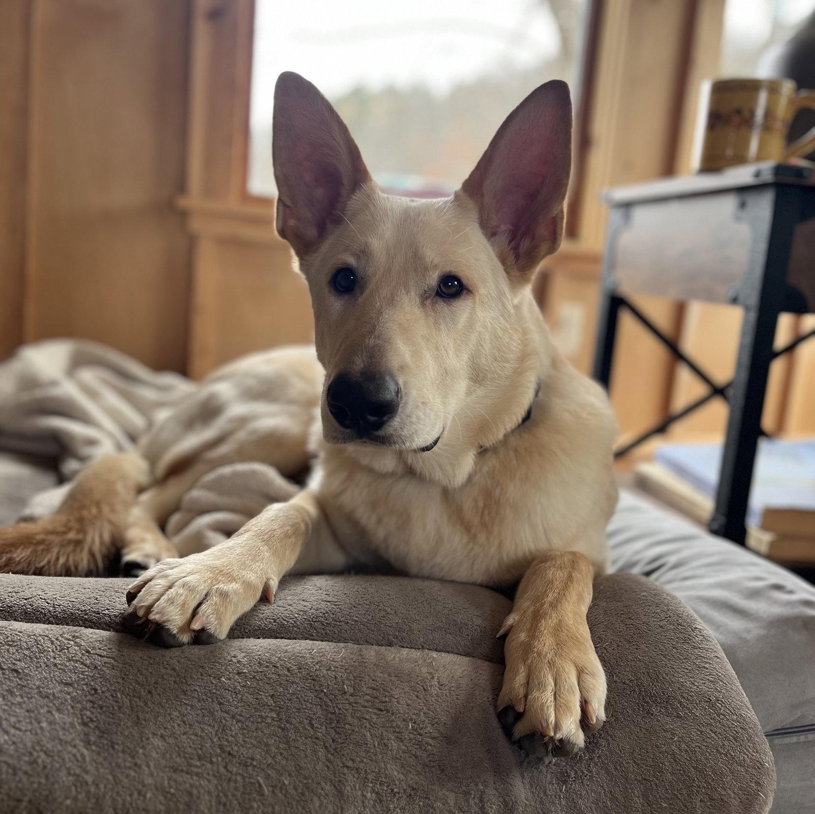Enlarge Joker, a Adoptable Shepherd in Brooklyn Center, MN image 2/3