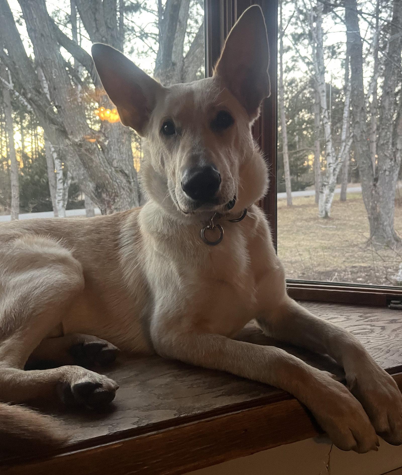 Enlarge Joker, a Adoptable Shepherd in Brooklyn Center, MN image 3/3