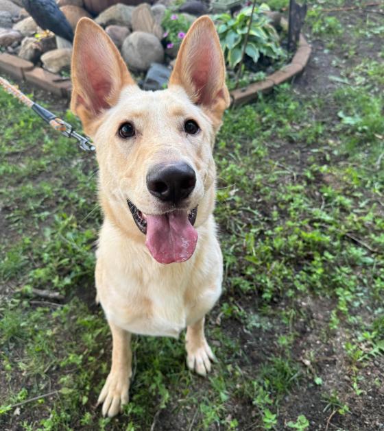 Enlarge Joker, a Adoptable Shepherd in Brooklyn Center, MN image 3/3