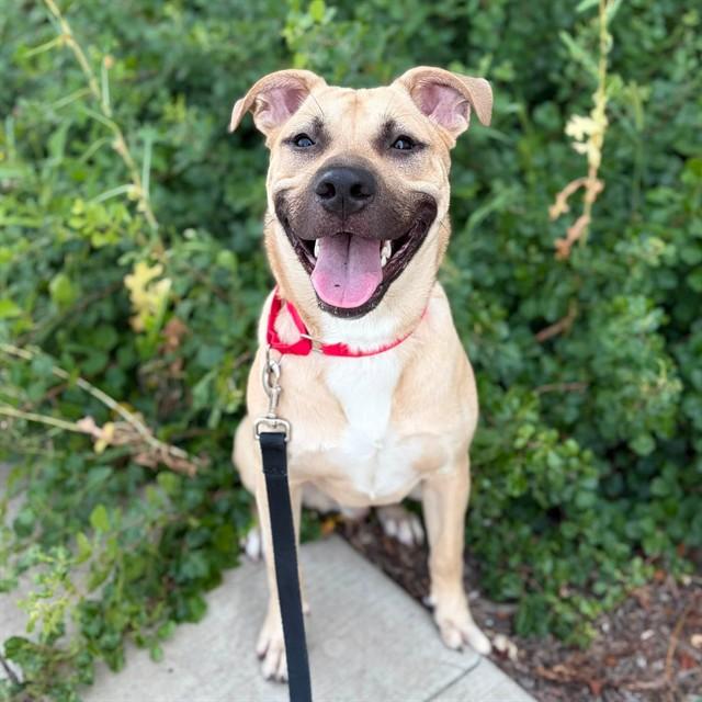 Enlarge LINKIN BARK, a Adoptable mixed breed in Minneapolis, MN image 1/1