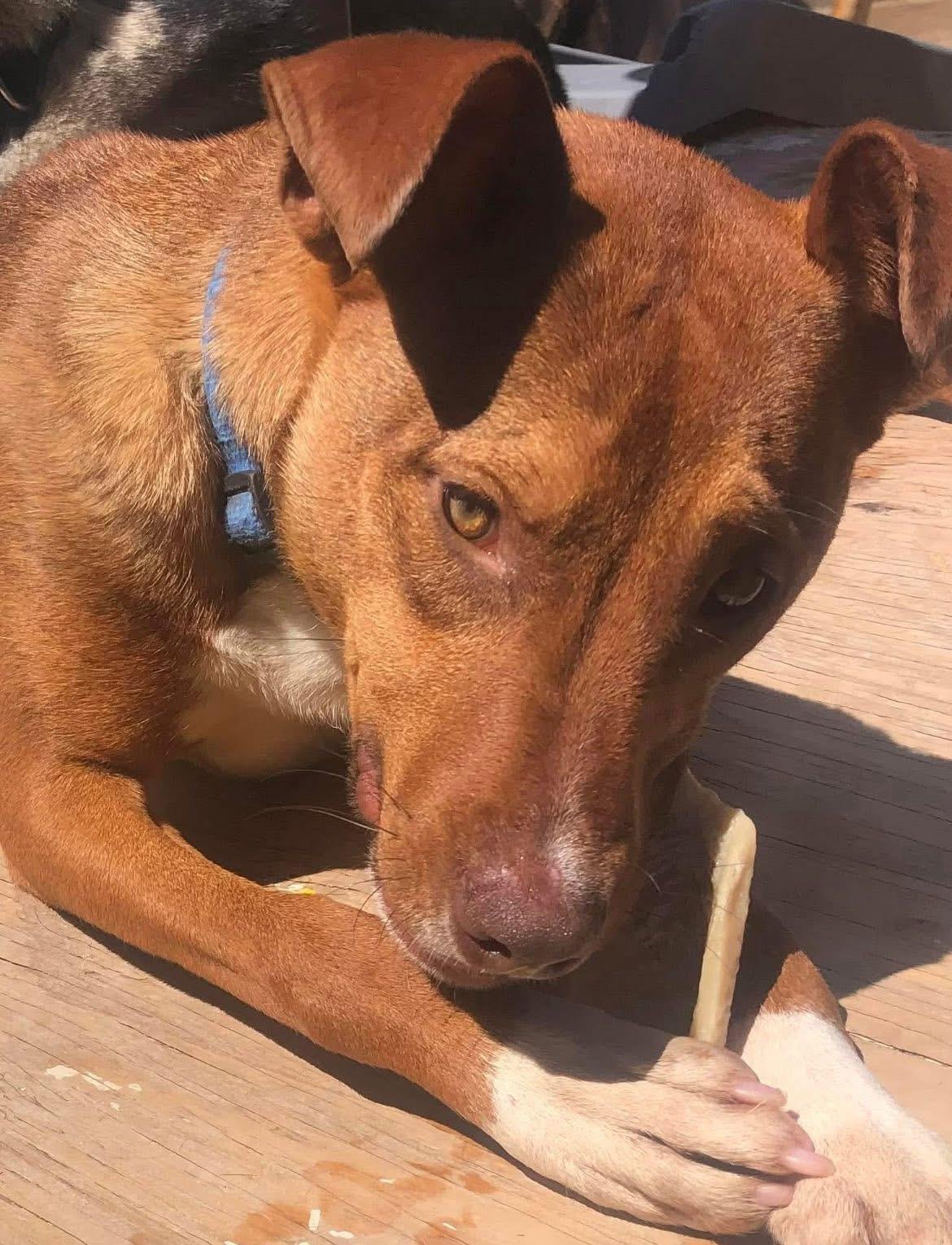 Donny, Adoptable, Puppy Male Shepherd.