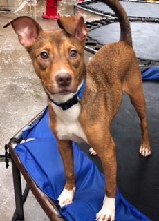 Donny, a Adoptable mixed breed in Dallas, TX image 3/3