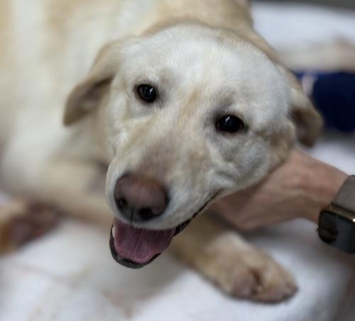 Enlarge Honey #37, a ADOPTABLE Yellow Labrador Retriever in Killingworth, CT image 2/5