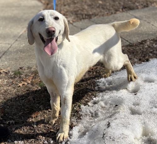Enlarge Honey #37, a ADOPTABLE Yellow Labrador Retriever in Killingworth, CT image 4/5
