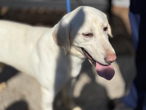 Enlarge Honey #37, a ADOPTABLE Yellow Labrador Retriever in Killingworth, CT image 3/5