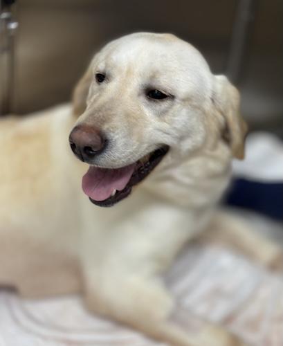 Honey #37, ADOPTABLE, Young Female Yellow Labrador Retriever.