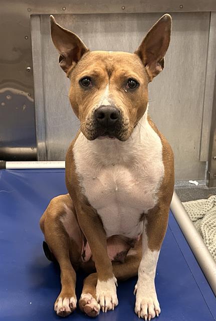 CHOO CHOO — thumbnail 2