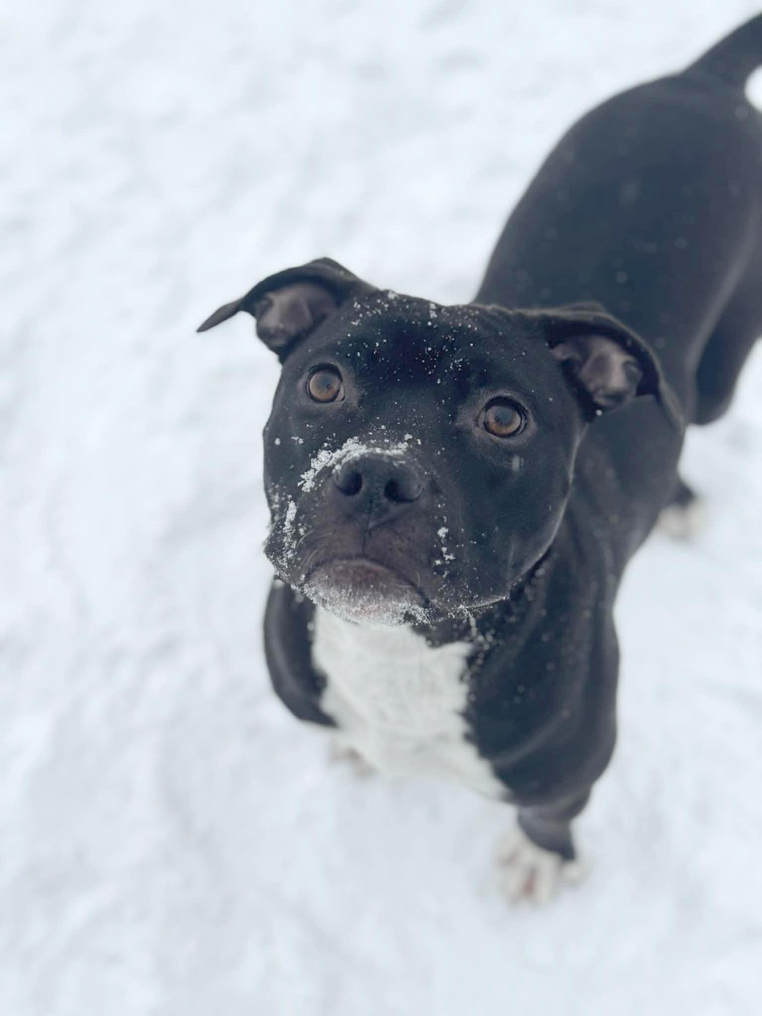 Brigitta , ADOPTABLE, Puppy Female Mixed Breed.