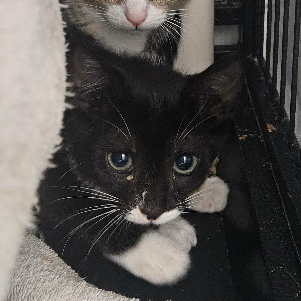 Enlarge Popcycle, a Adoptable Domestic Short Hair in Ridgely, MD image 1/1