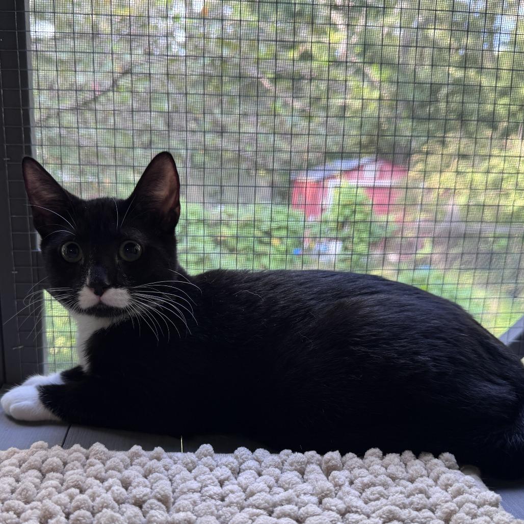 Enlarge Popcycle, a Adoptable Domestic Short Hair in Ridgely, MD image 2/2