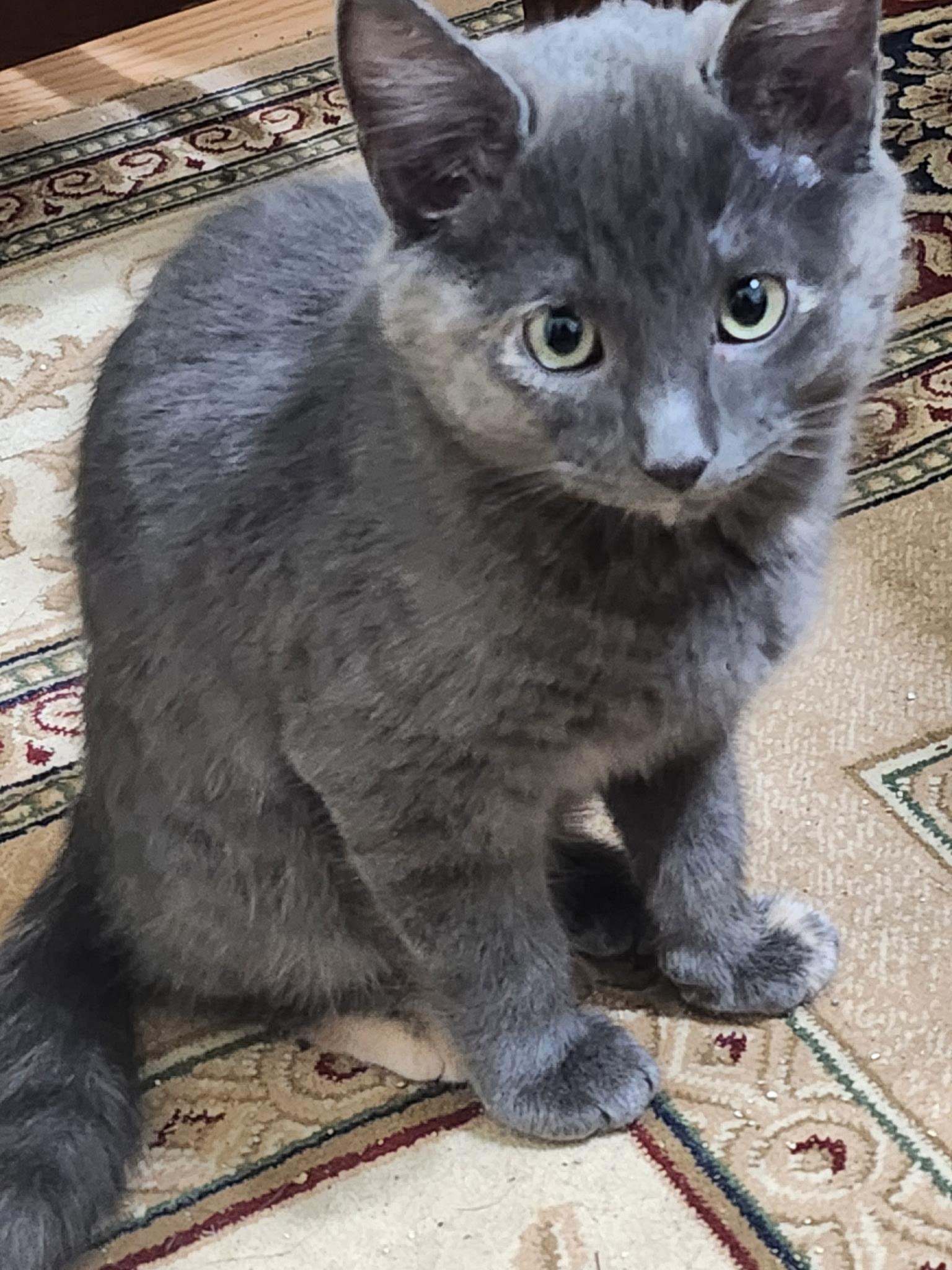 Enlarge Dutchess, a Adoptable Domestic Short Hair in Niantic, CT image 2/3