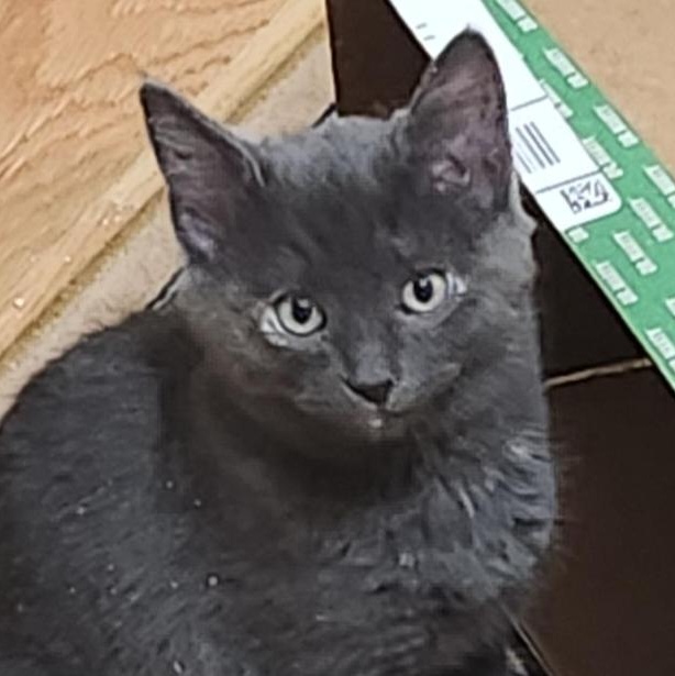 Enlarge Dutchess, a Adoptable Domestic Short Hair in Niantic, CT image 1/3