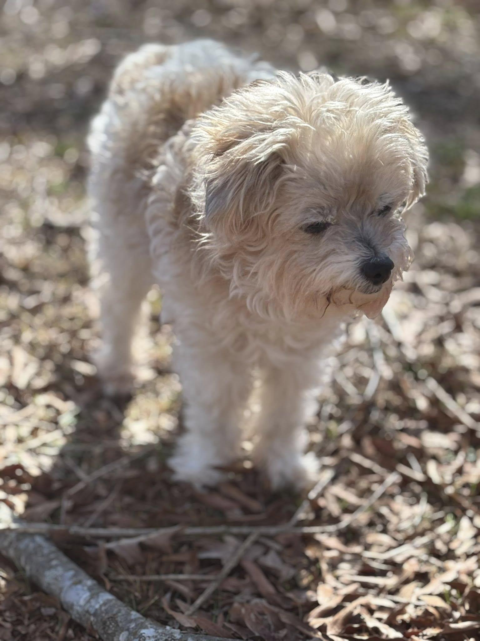 Lollie, ADOPTABLE, Senior Female Poodle.