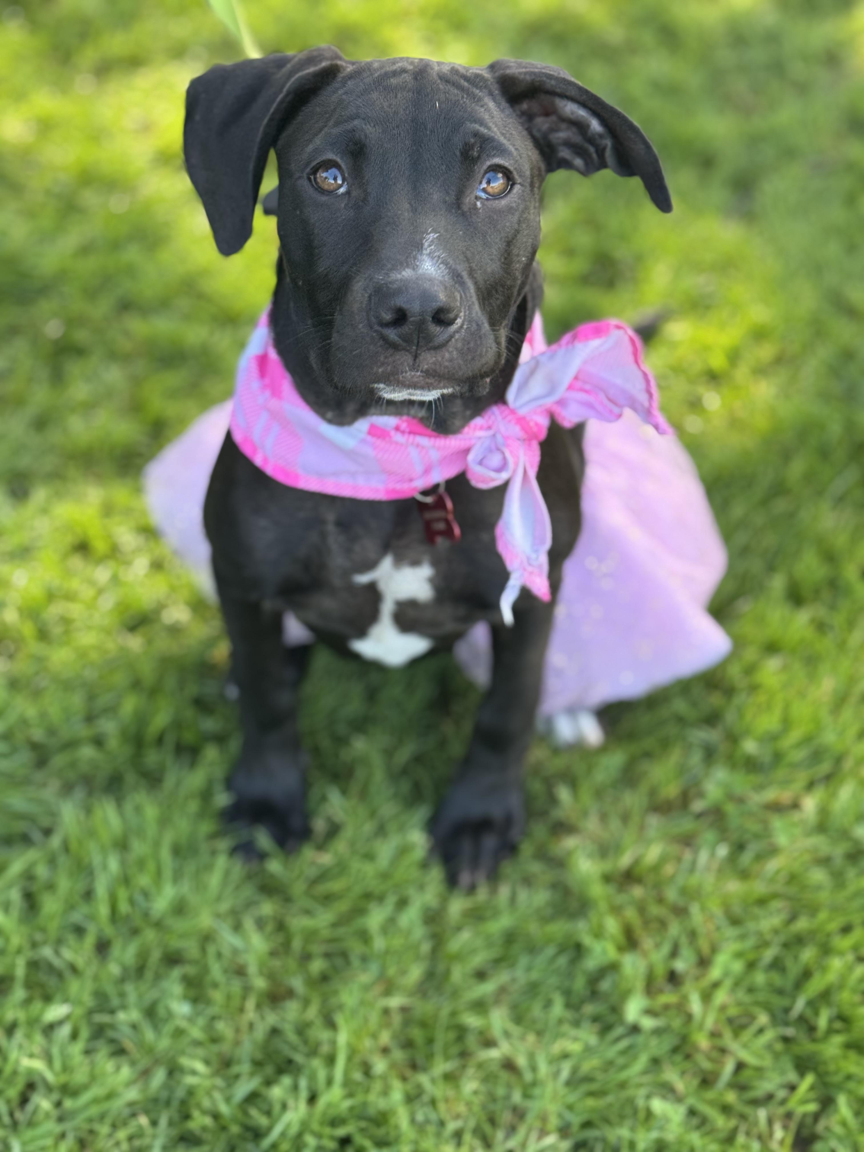 Demi, a Adopted mixed breed in Torrance, CA image 1/2