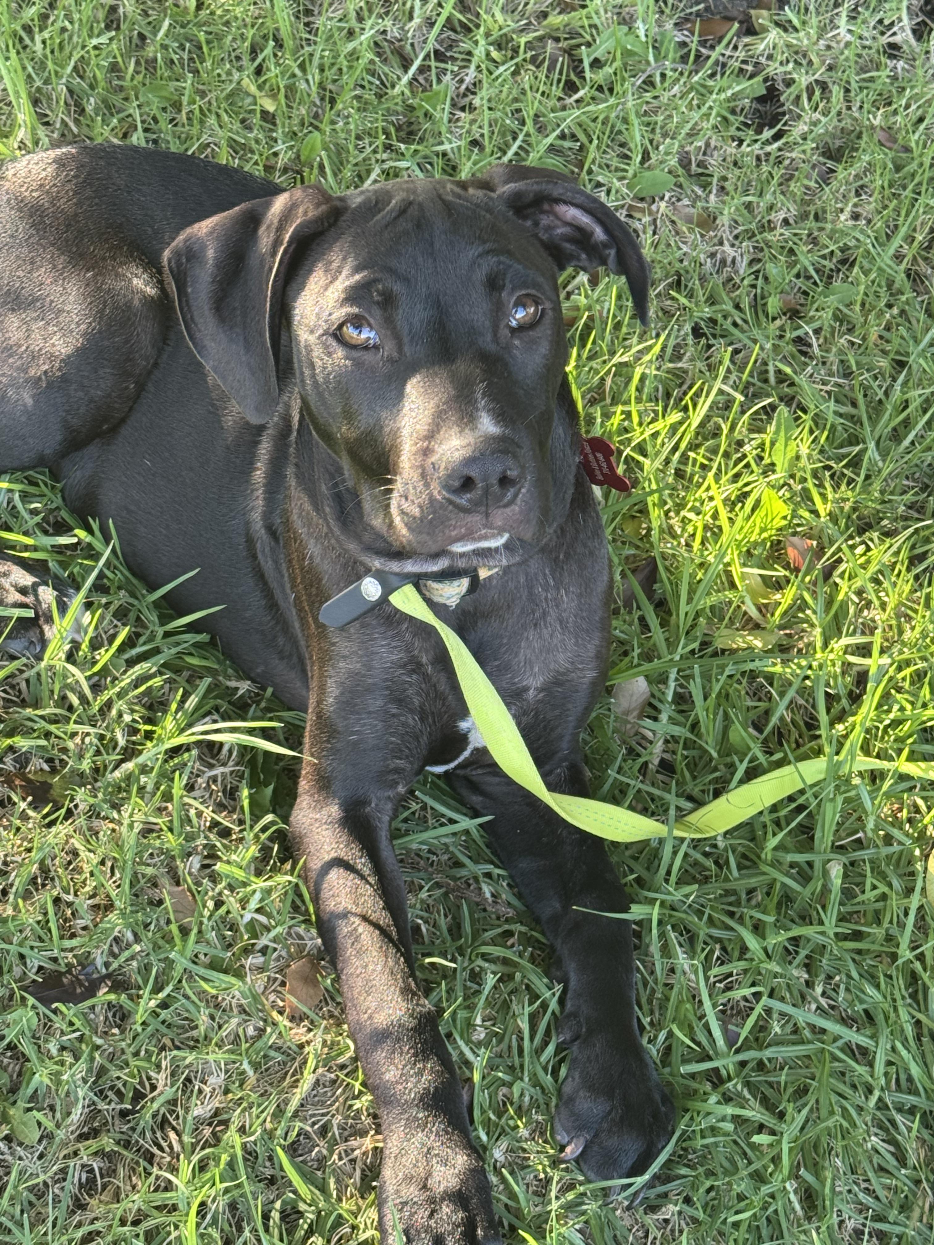 Demi, Adopted, Puppy Female Labrador Retriever & Pit Bull Terrier.