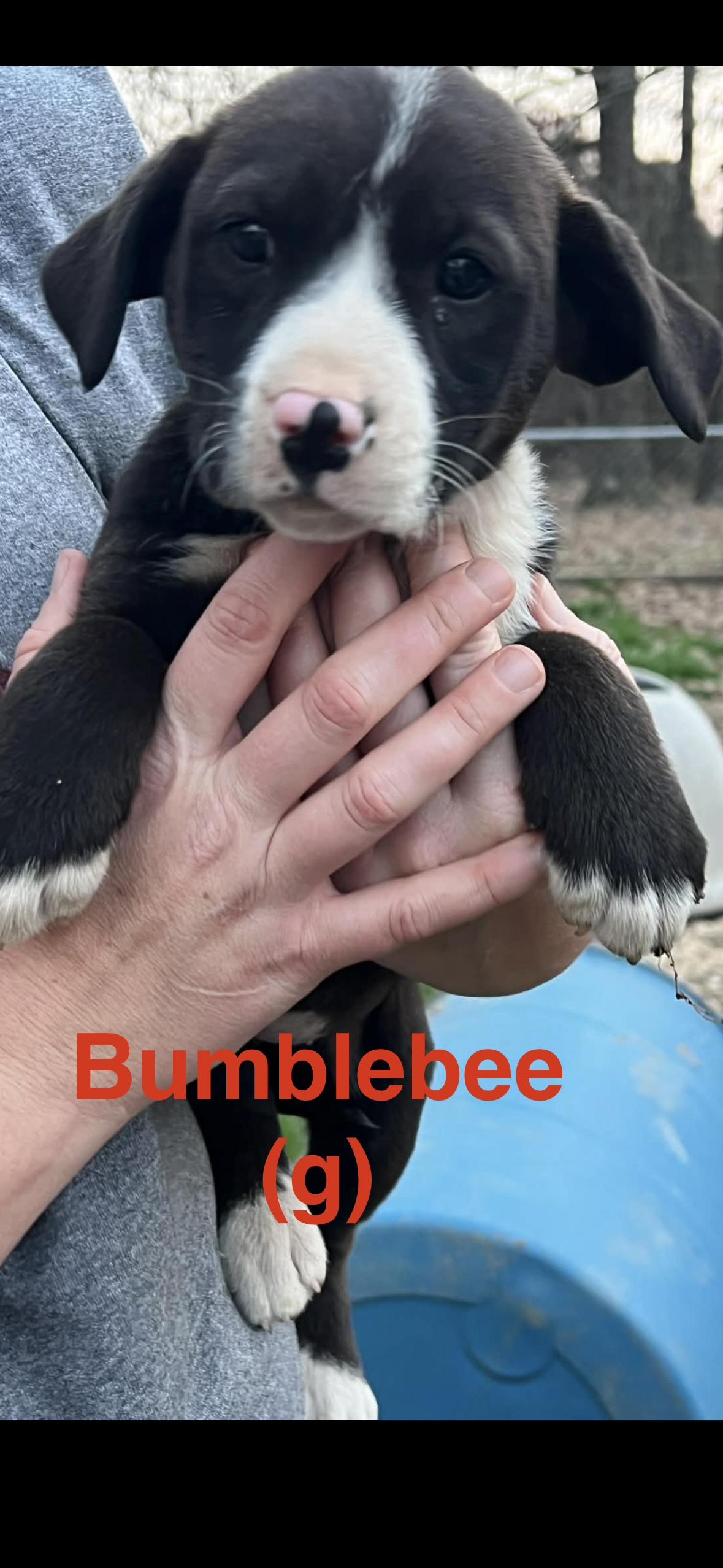 bumblebee, Adoptable, Puppy Female Beagle.