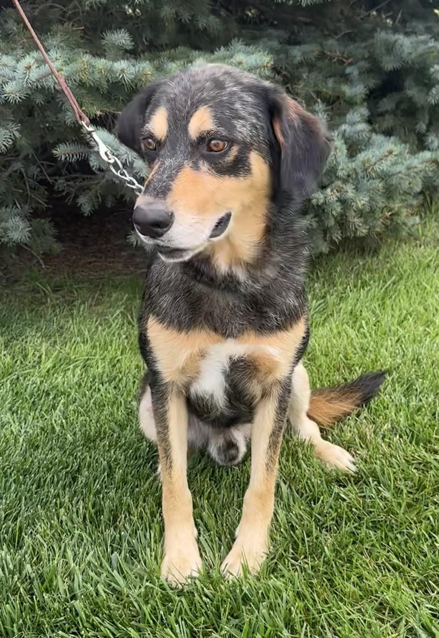 Enlarge Hudson, a Adoptable mixed breed in Hastings, NE image 2/4