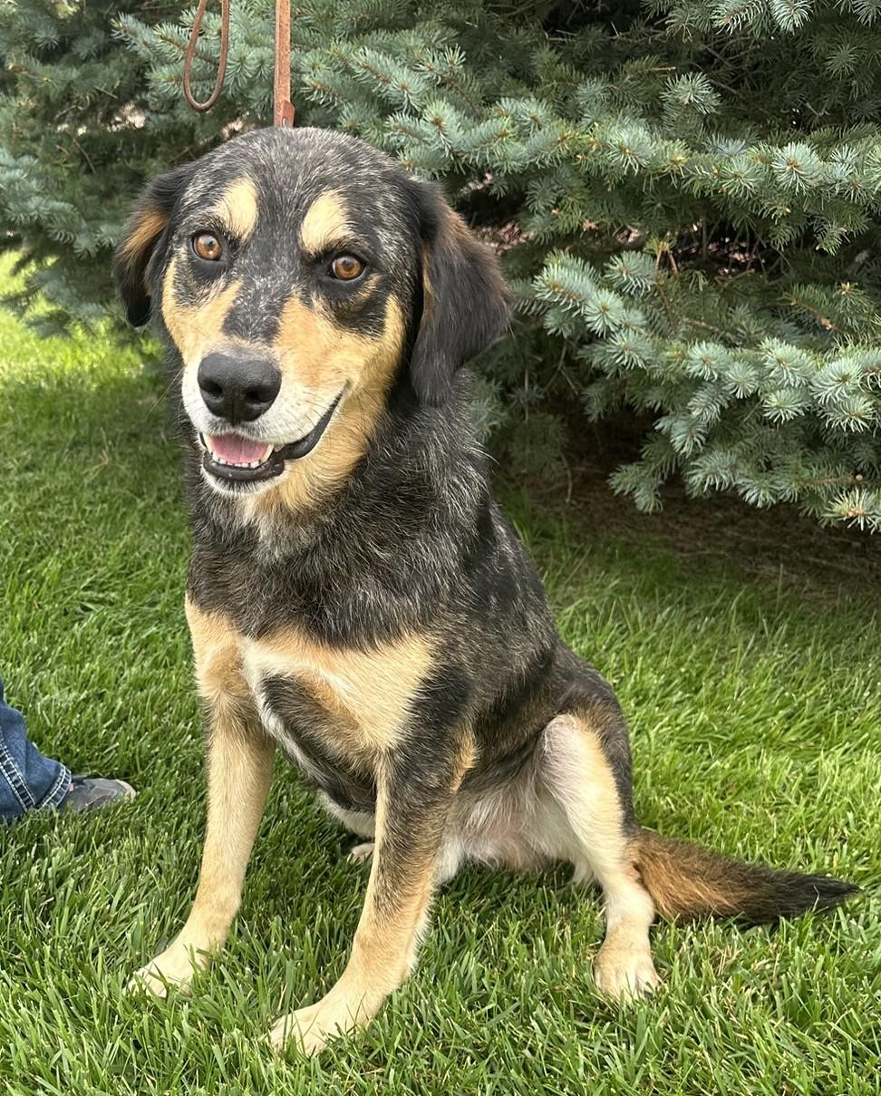 Enlarge Hudson, a Adoptable mixed breed in Hastings, NE image 3/4