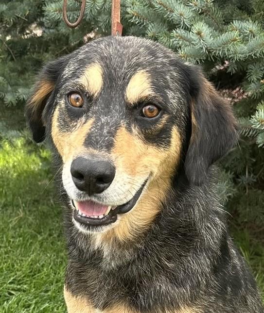 Hudson, Adoptable, Adult Male Catahoula Leopard Dog & Labrador Retriever.