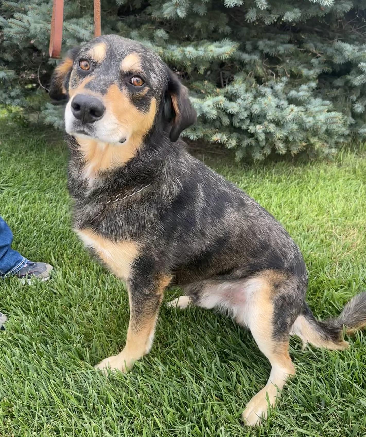 Enlarge Hudson, a Adoptable mixed breed in Hastings, NE image 4/4