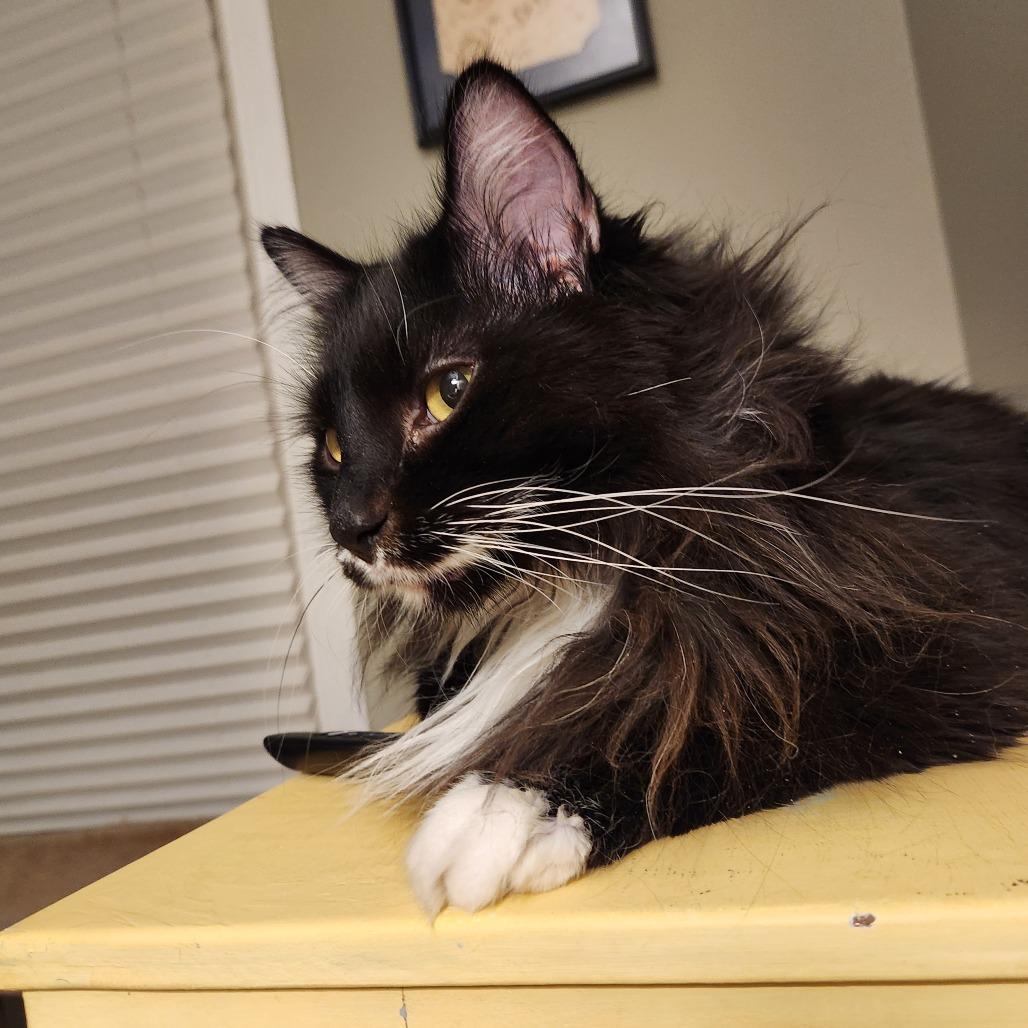 Ava, Adoptable, Adult Male Domestic Long Hair.