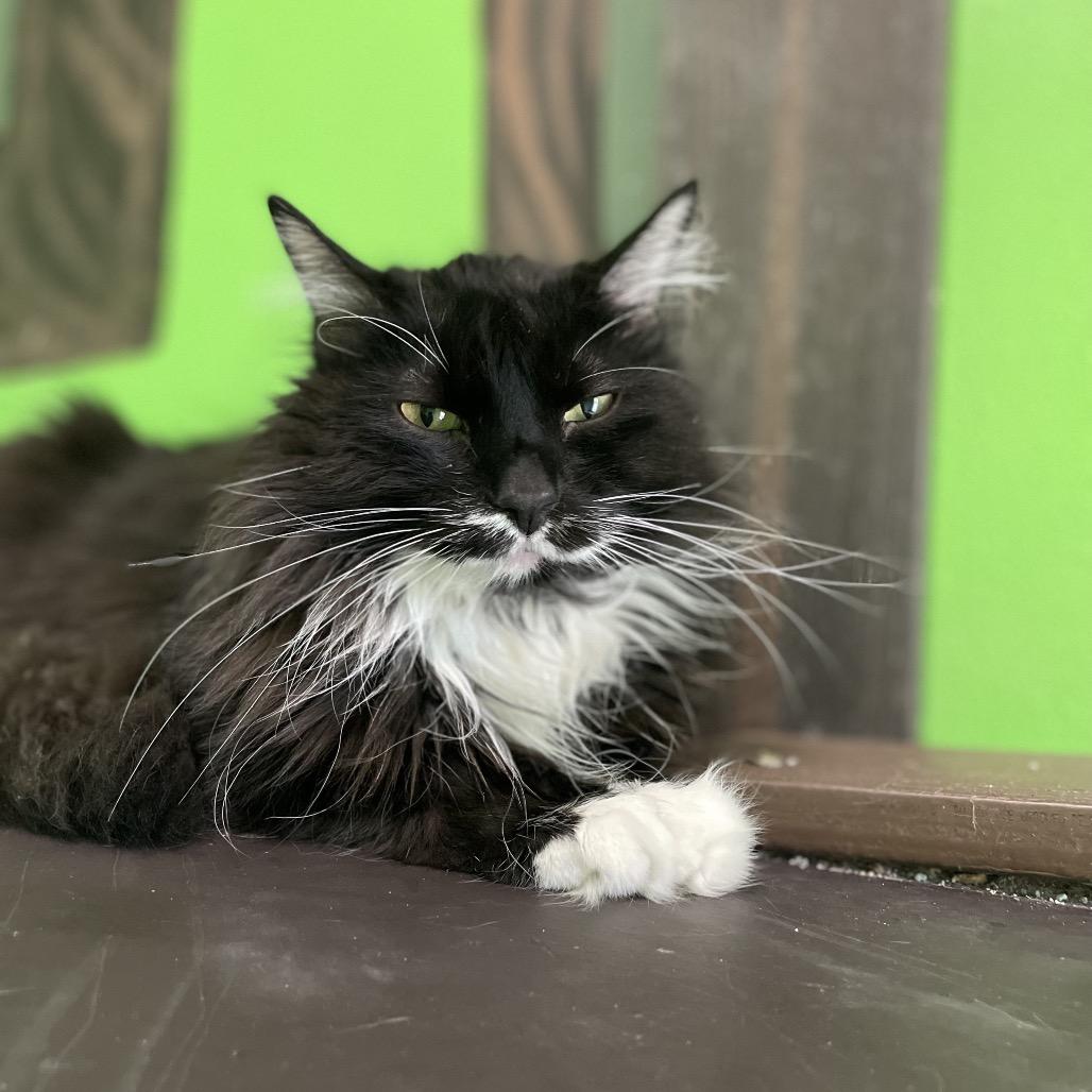 Enlarge Max, a Adoptable mixed breed in West Des Moines, IA image 2/6