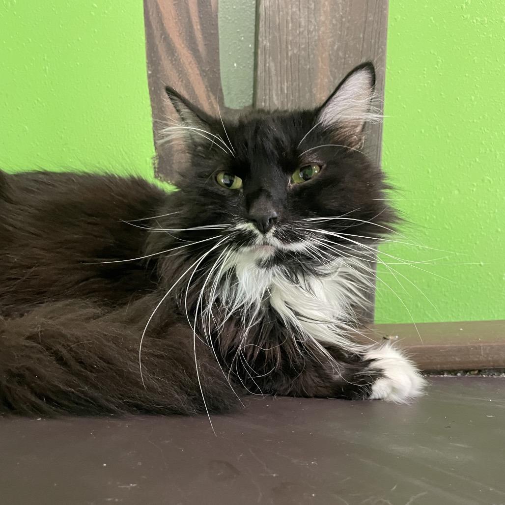 Enlarge Max, a Adoptable mixed breed in West Des Moines, IA image 3/6