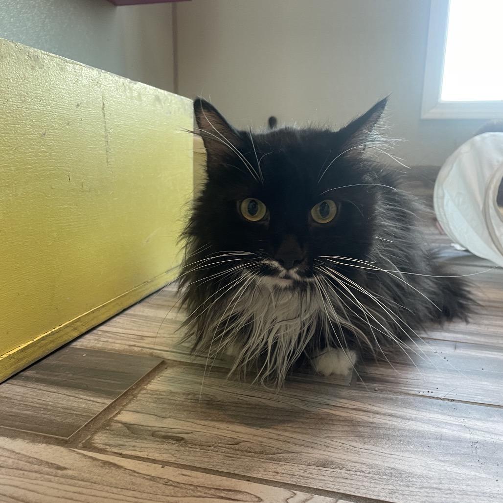 Enlarge Ava, a Adoptable mixed breed in West Des Moines, IA image 2/4