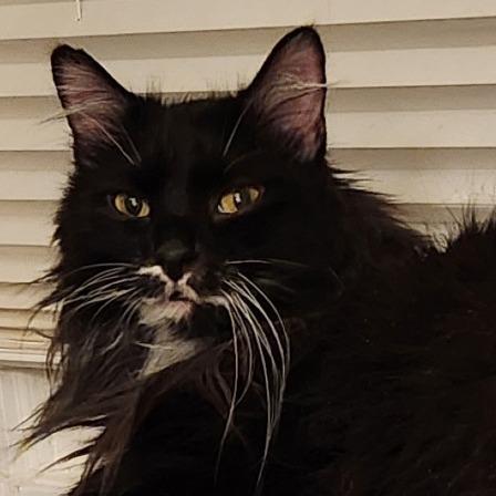 Enlarge Max, a Adoptable mixed breed in West Des Moines, IA image 5/6