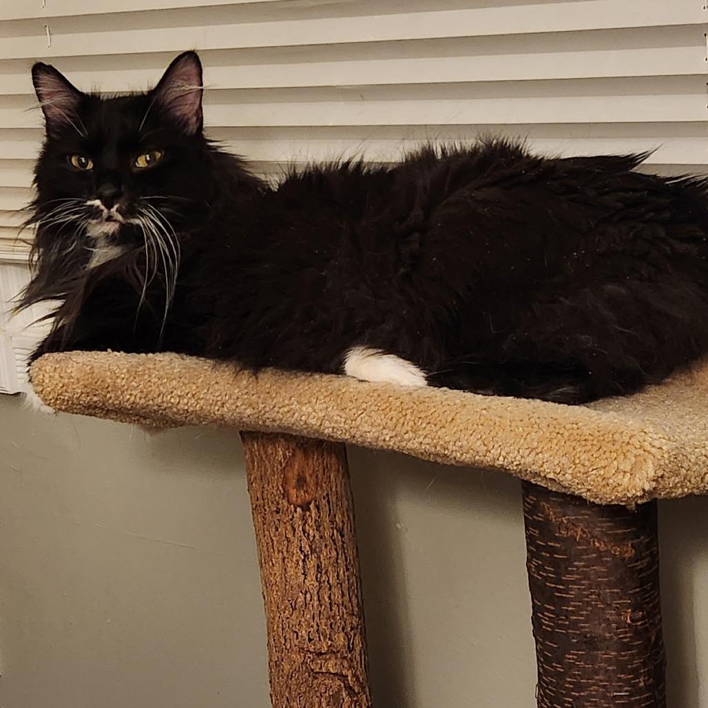 Enlarge Ava, a Adoptable mixed breed in West Des Moines, IA image 3/4